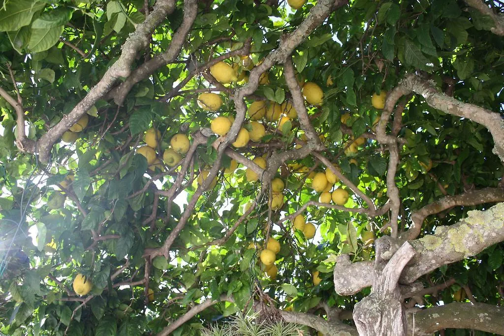 La Pitiusa Agroturismo 圣米克尔德巴兰